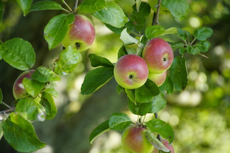 Organic Selection